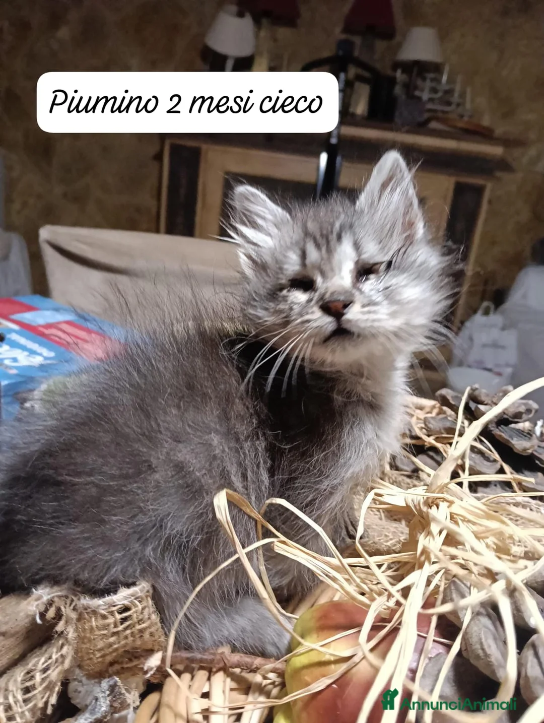 Altre razze gatti in regalo: Urgenti famiglie x questi gattini a Provincia di Monza e della Brianza - Annuncio 1