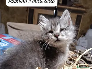 Altre razze gatti Urgenti famiglie x questi gattini - Annuncio 1