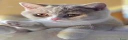 British gatti in vendita: British Shorthair  - Annuncio 4