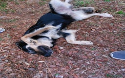 Meticcio cani in regalo: Adozione urgente per la dolce Candy - Immagine 3