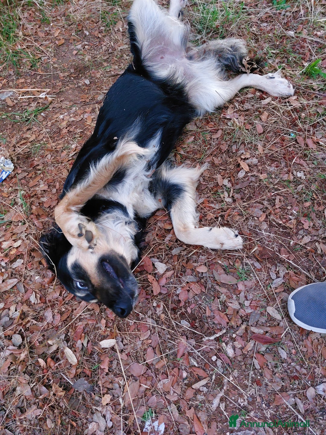 Meticcio cani in regalo: Adozione urgente per la dolce Candy - Immagine 3