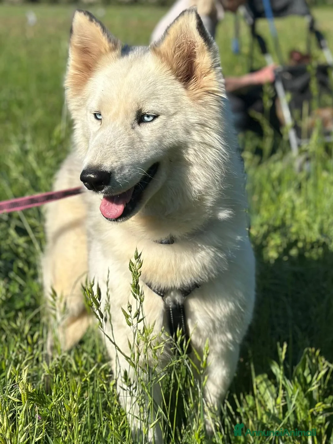 Husky cani in regalo: Donut, una splendida Husky - Annuncio 1