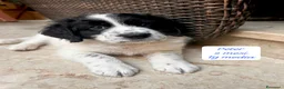 Meticcio cani in regalo: Tanti cuccioli da salvare  a Città Metropolitana di Bologna - Annuncio 10