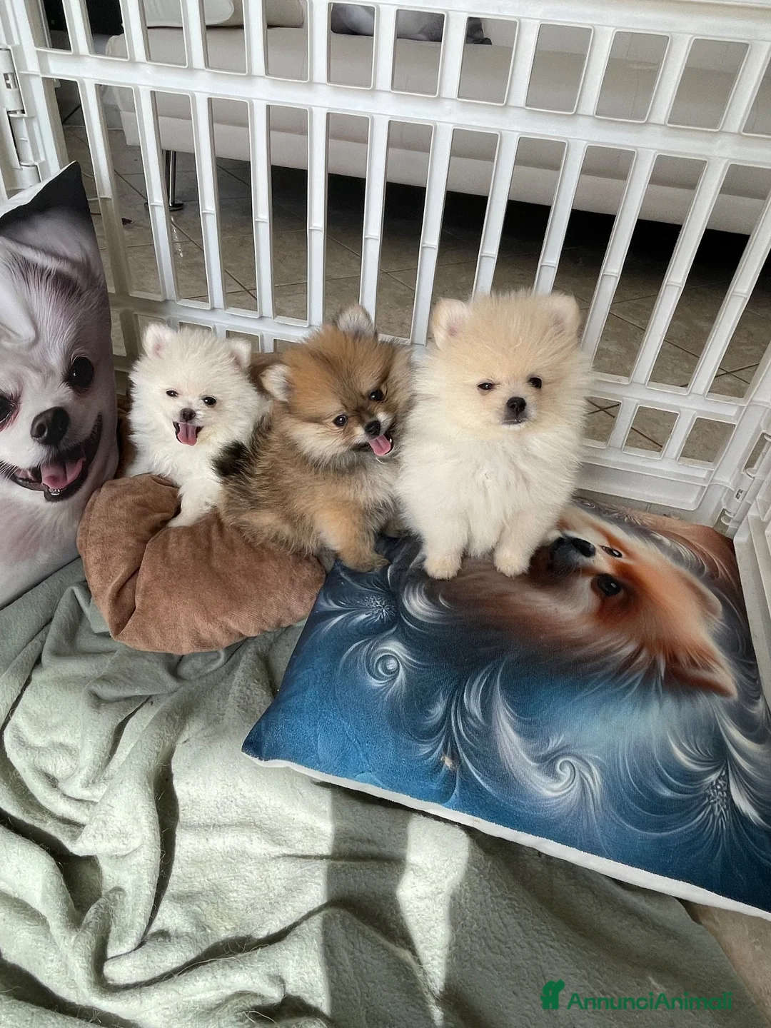 Volpino Pomerania cani in vendita: Pomerania - Annuncio 2