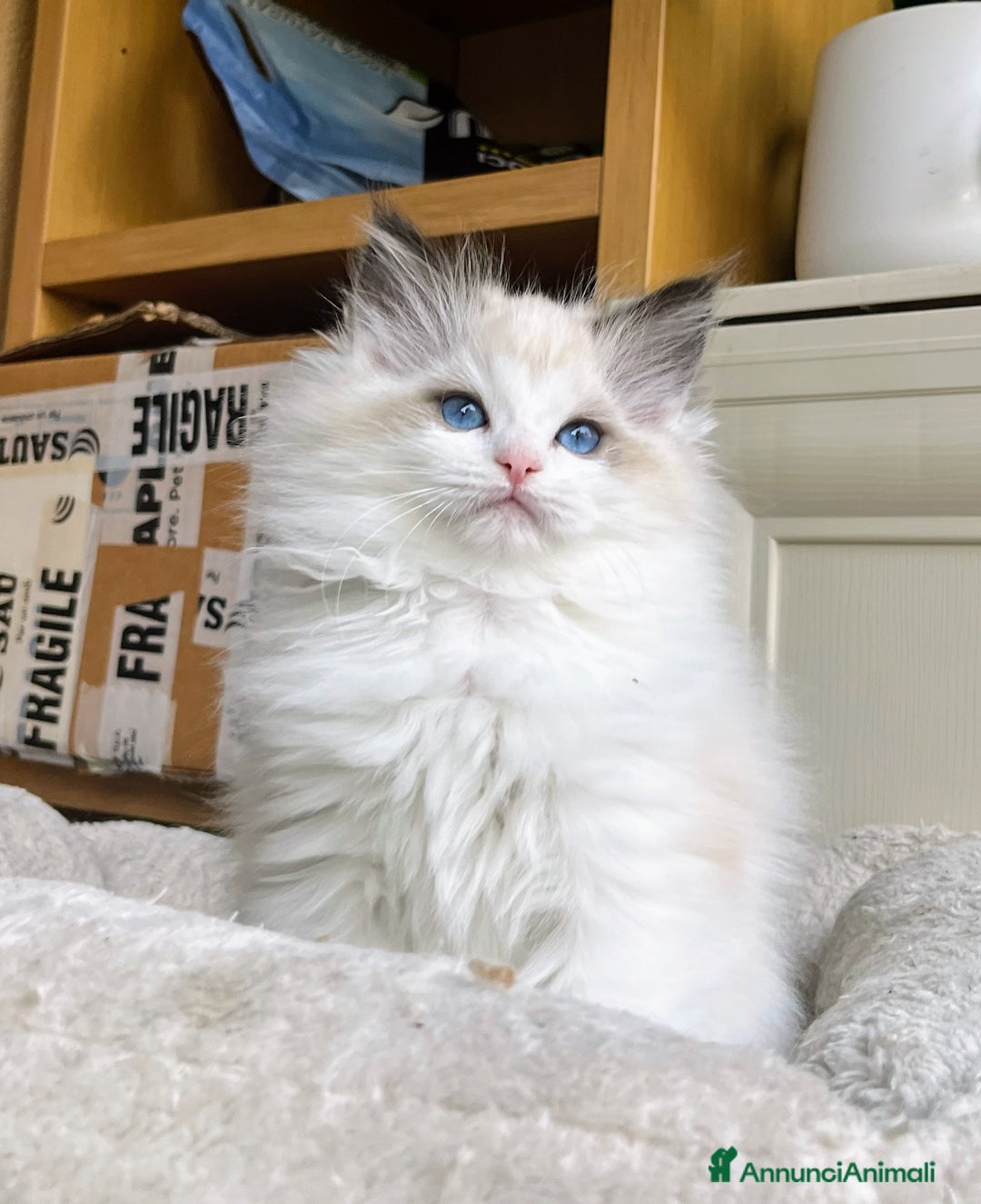 Ragdoll gatti in vendita: Splendida cucciola Choco bicolour - Annuncio 8