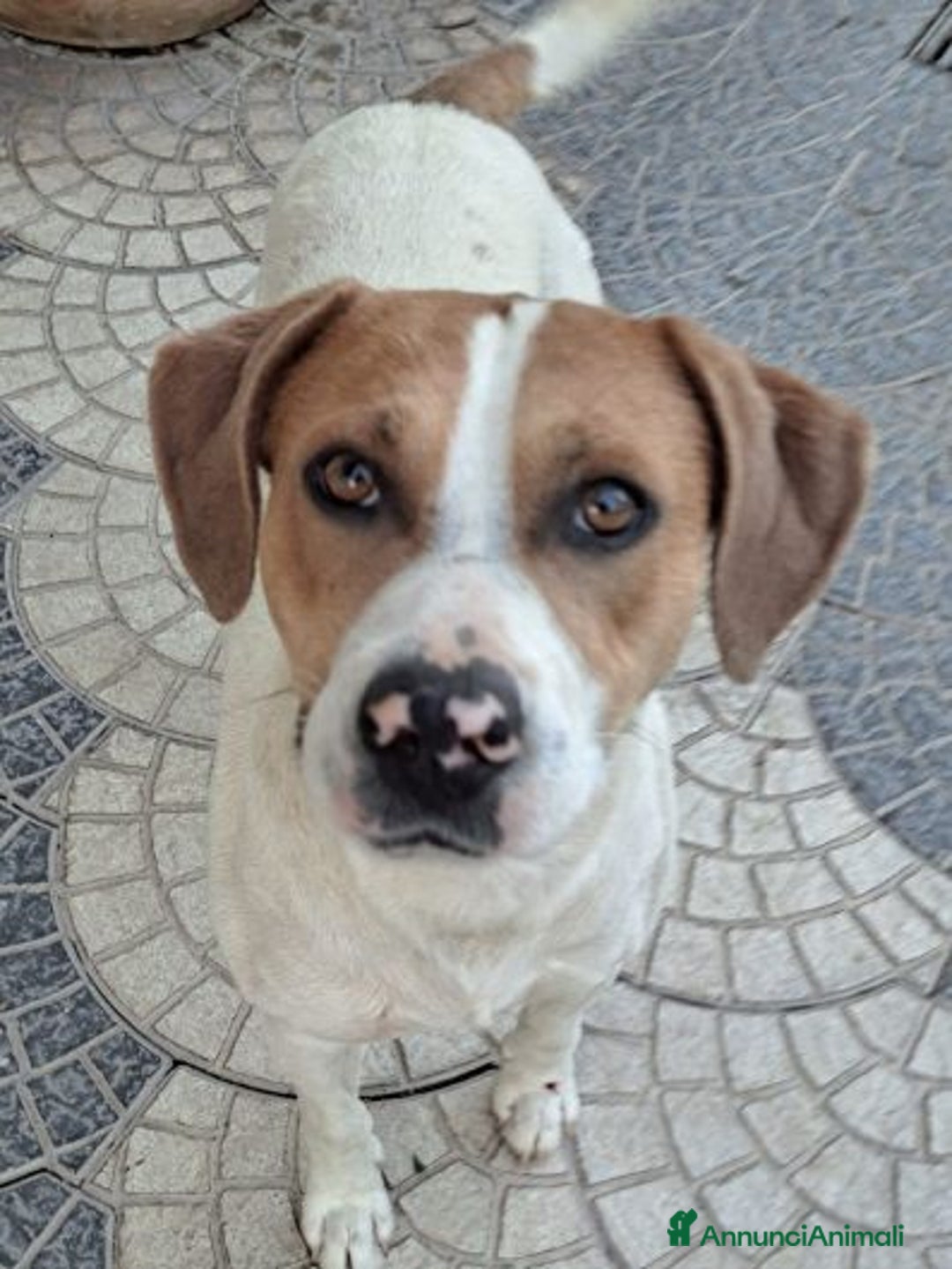 Meticcio cani in regalo: BEPPE un tenerone - ottimo carattere - Annuncio 3