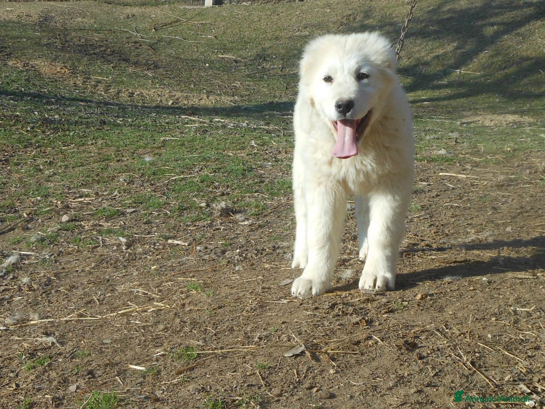 Pastore Maremmano cani in vendita: cuccioli di pastore maremmano abruzzese  - Annuncio 28