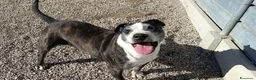 Meticcio cani in regalo: Zeus: nonnino molossino dolce socievole  - Annuncio 12