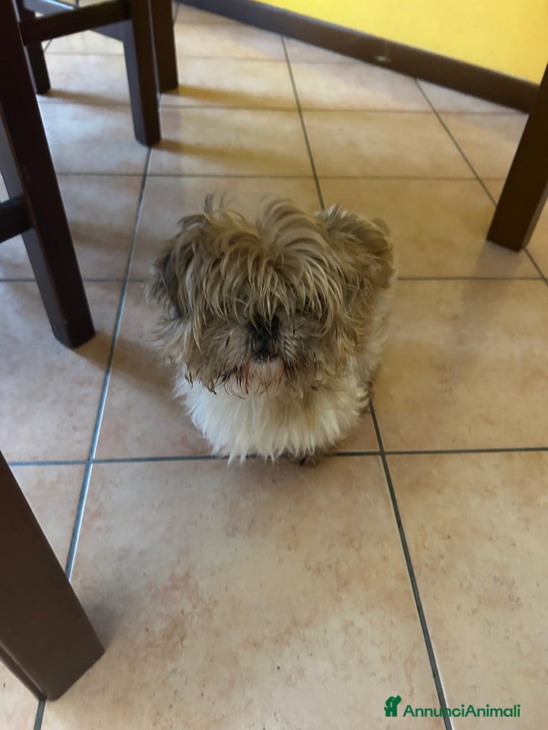 Shih Tzu cani in regalo: Cleo cerca casa - Annuncio 3