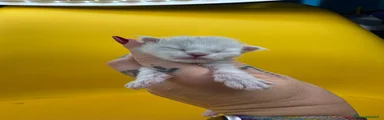 Habibi