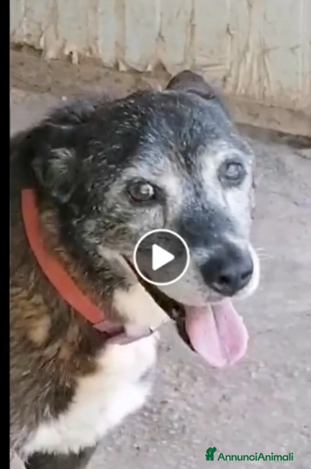 Meticcio cani in regalo: Lady 12ANNI DI CANILE..CHI PUÒ SALVARLA? NAPOLI a Città metropolitana di Milano - Annuncio 6