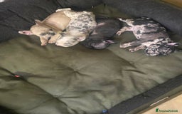 Bandog cani in vendita: Cuccioli di bulldog francese  a Città metropolitana di Milano - Immagine 3