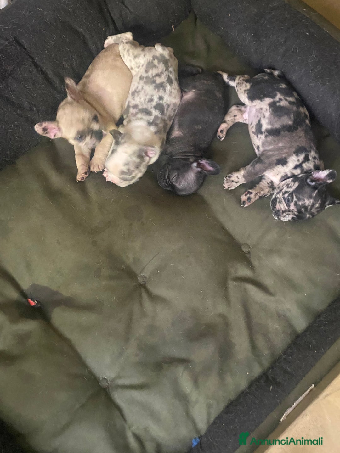 Bandog cani in vendita: Cuccioli di bulldog francese  a Città metropolitana di Milano - Immagine 3
