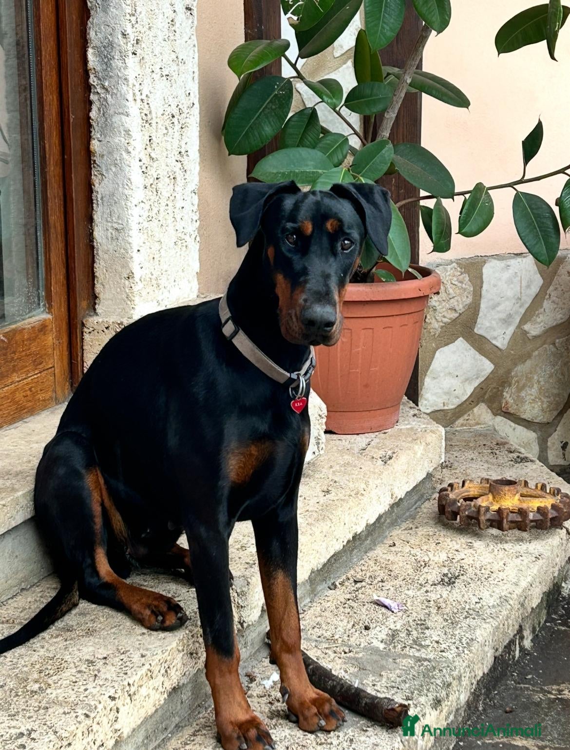 Dobermann cani Regalo Dobermann femmina di 3 anni - Annuncio 2