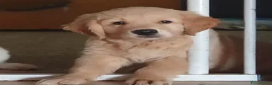 Golden Retriever 1