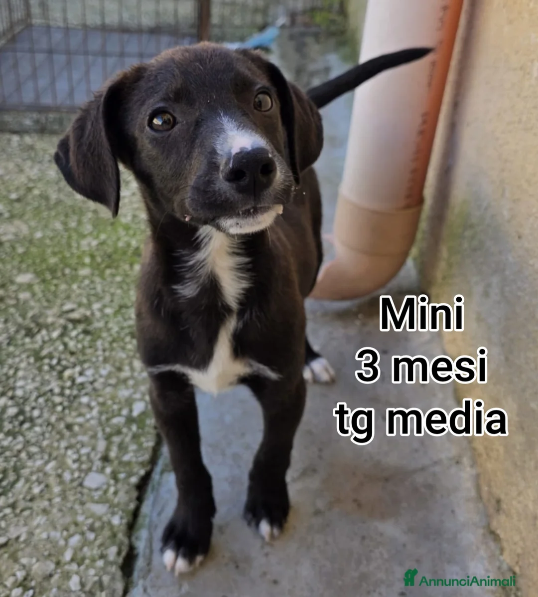Meticcio cani in regalo: CUCCIOLI BISOGNOSI IN CERCA D'AMORE  a Provincia di Prato - Annuncio 2
