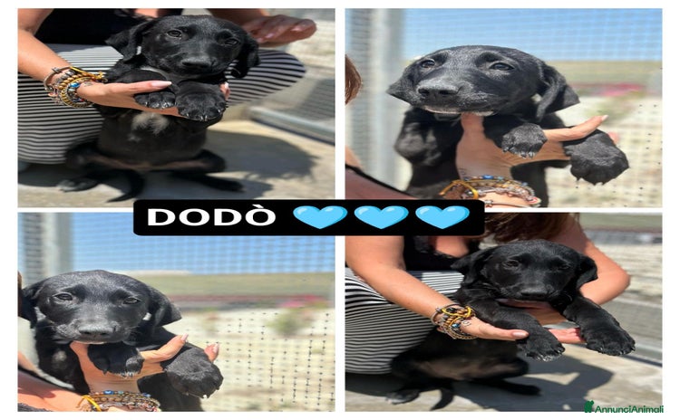 Meticcio cani a Provincia di Bergamo - Annuncio 12