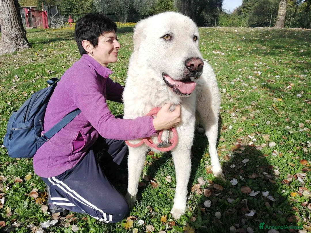 Meticcio cani in regalo: IL DOLCE TIBERIO CERCA ADOZIONE A DISTANZA  - Annuncio 4
