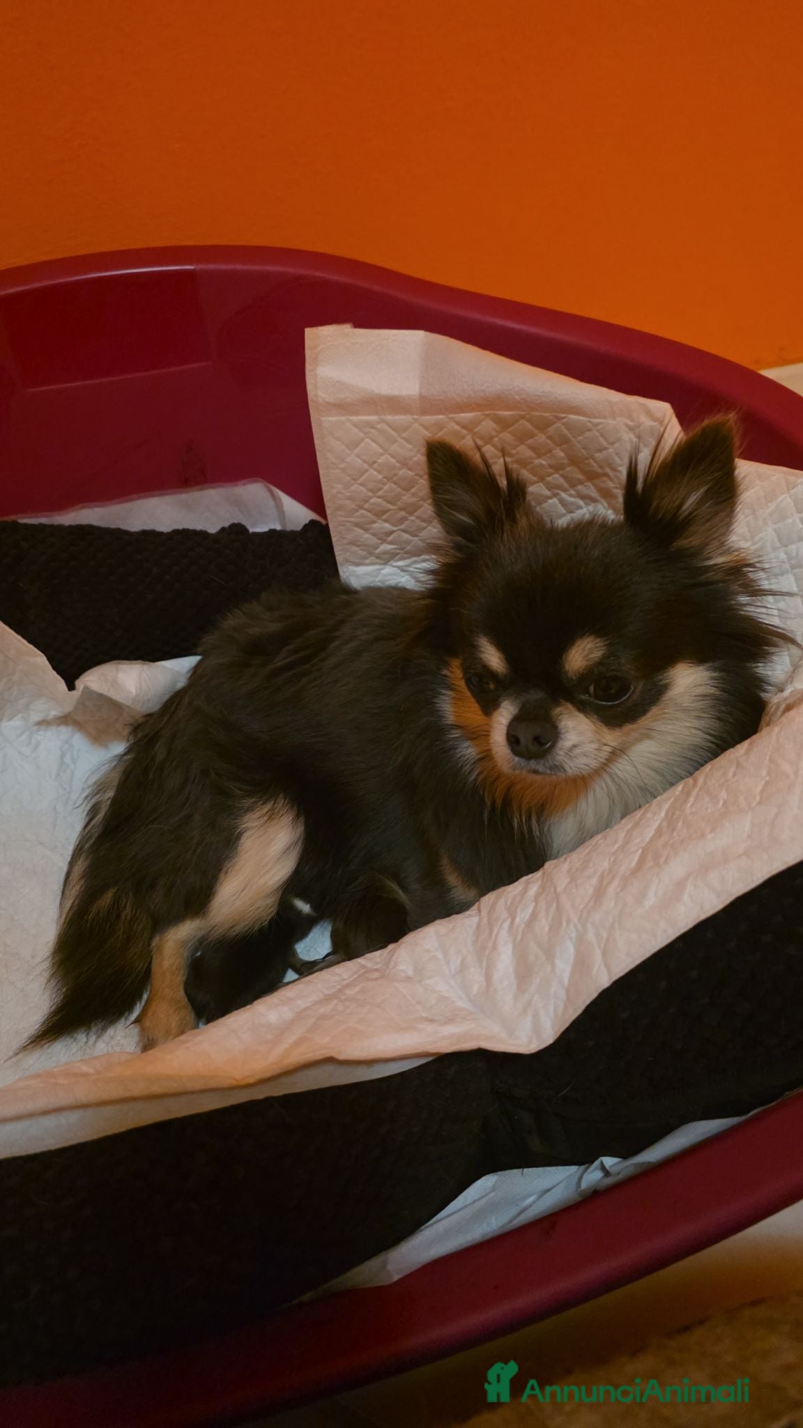 Chihuahua cani Splendido cucciolo Chihuahua cioccolato tricolor - Annuncio 6