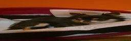 Chihuahua cani in vendita: Splendido cucciolo Chihuahua cioccolato tricolor a Città metropolitana di Roma Capitale - Annuncio 1