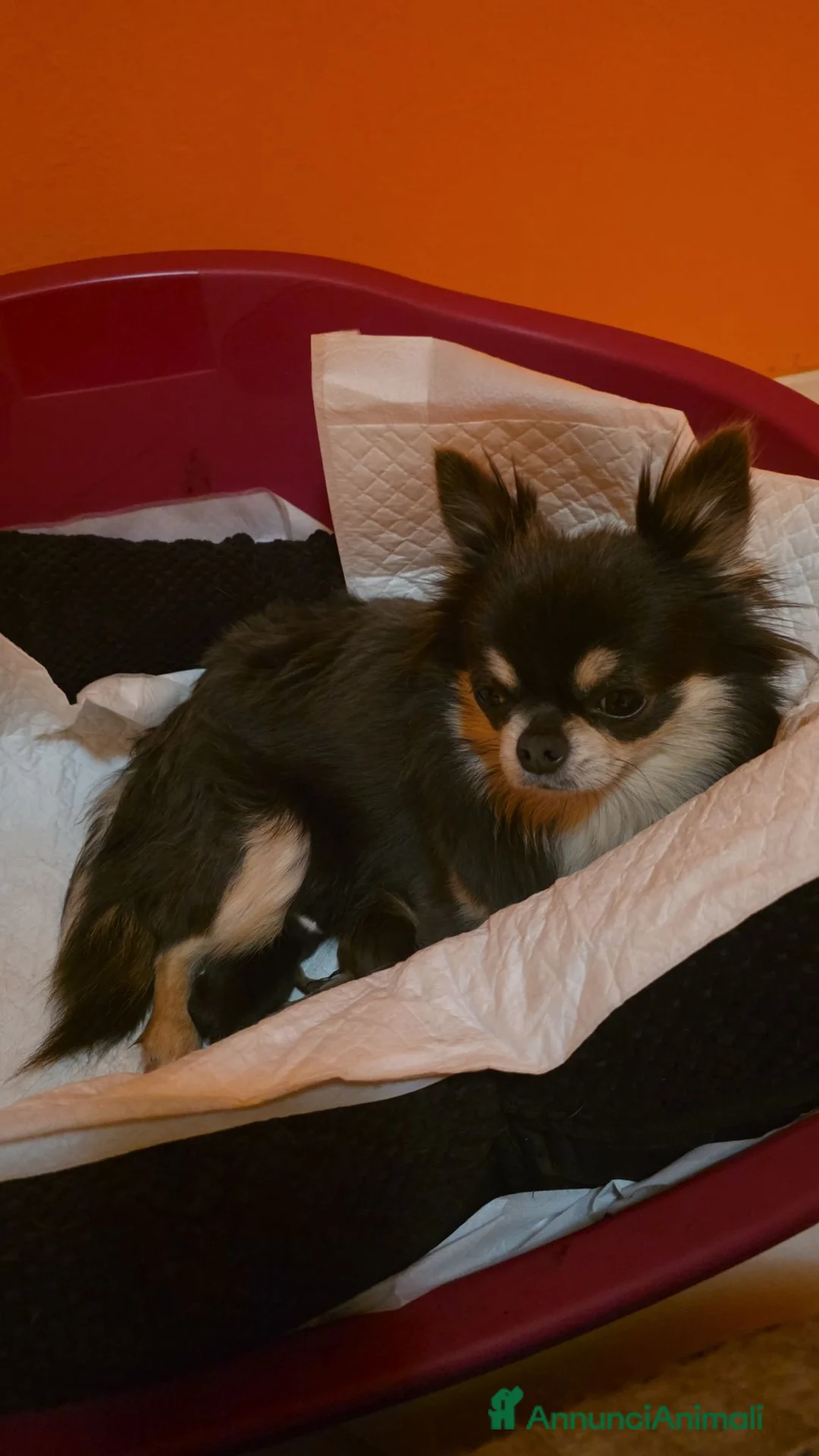 Chihuahua cani in vendita: Splendido cucciolo Chihuahua cioccolato tricolor a Città metropolitana di Roma Capitale - Annuncio 1