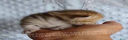 Scottish gatti in vendita: Cuccioli Scottish Fold e Straight a Provincia di Reggio Emilia - Annuncio 10