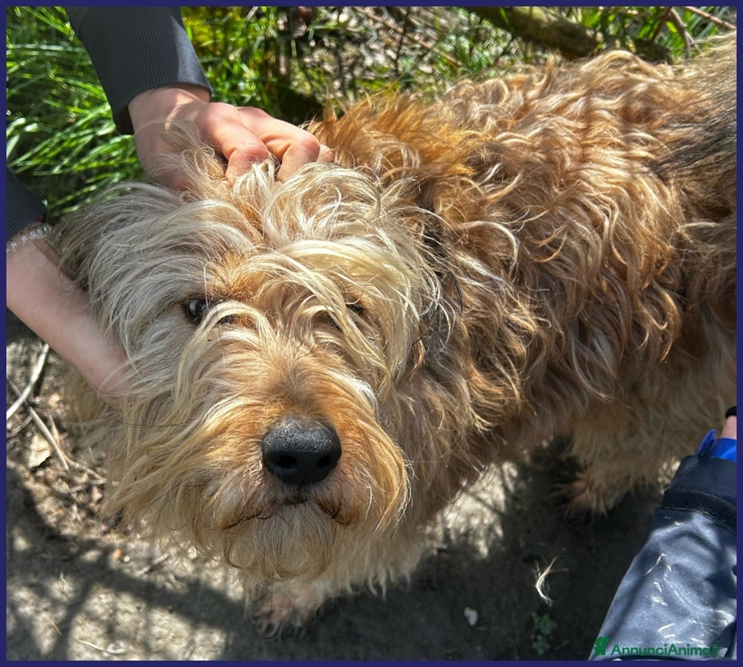 Spinone cani in regalo: FANGO DOLCE SPINONCELLO 2-3 ANNI SOGNA LA GIOIA DI a Città metropolitana di Milano - Annuncio 5