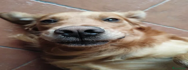 Marley 