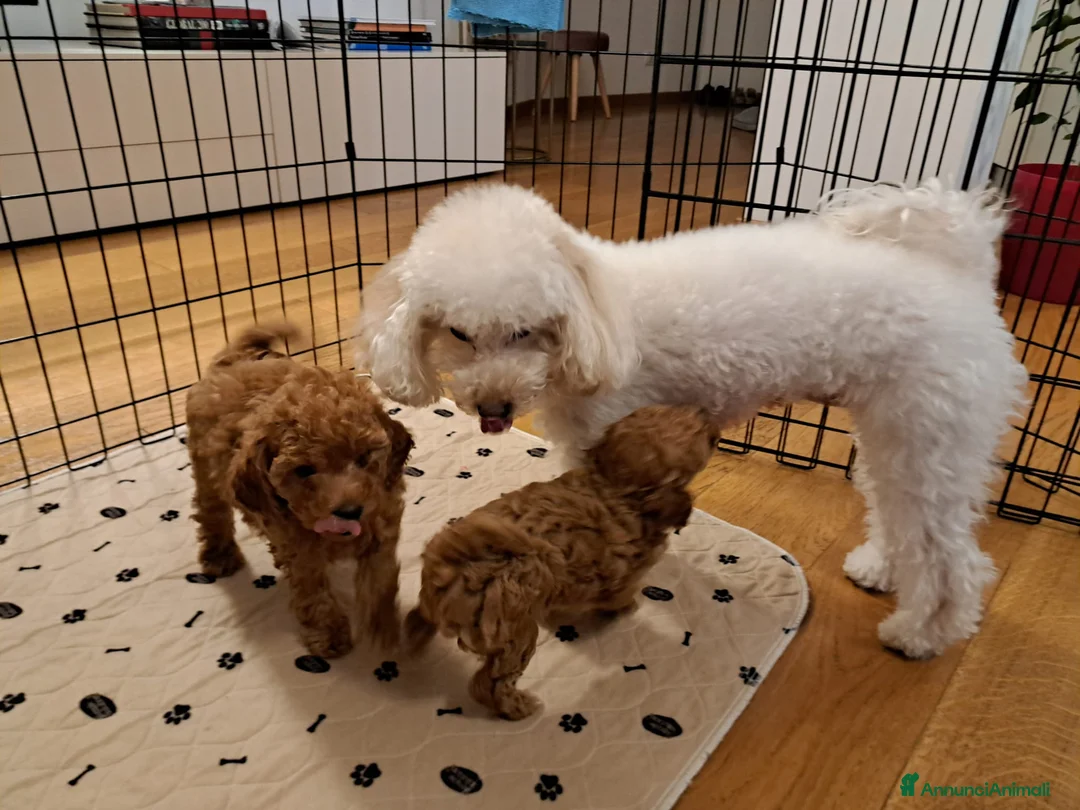 Barboncino Toy cani in vendita: Splendido barboncino toy red - Annuncio 3