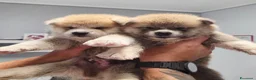 Akita Inu cani in vendita: Cuccioli di Akita Inu - Annuncio 5