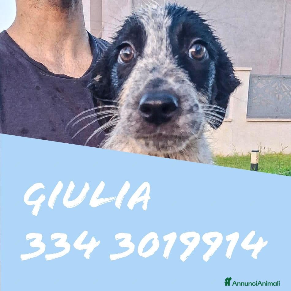 Meticcio cani GIULIA 🩷  DOLCEZZA A QUATTRO ZAMPE 😍 - Annuncio 20
