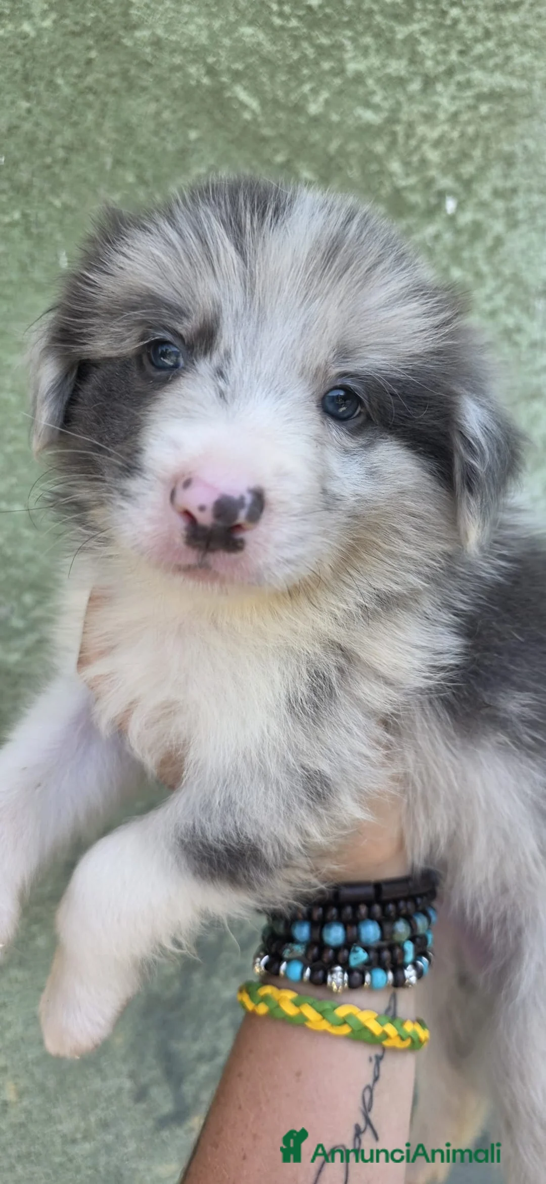 Border Collie cani in vendita: Border collie 2026 - Annuncio 4