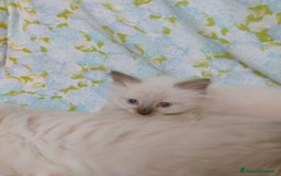 Siberiano gatti in vendita: Cuccioli Neva Masquerade disponibili  a Città Metropolitana di Torino - Immagine 2