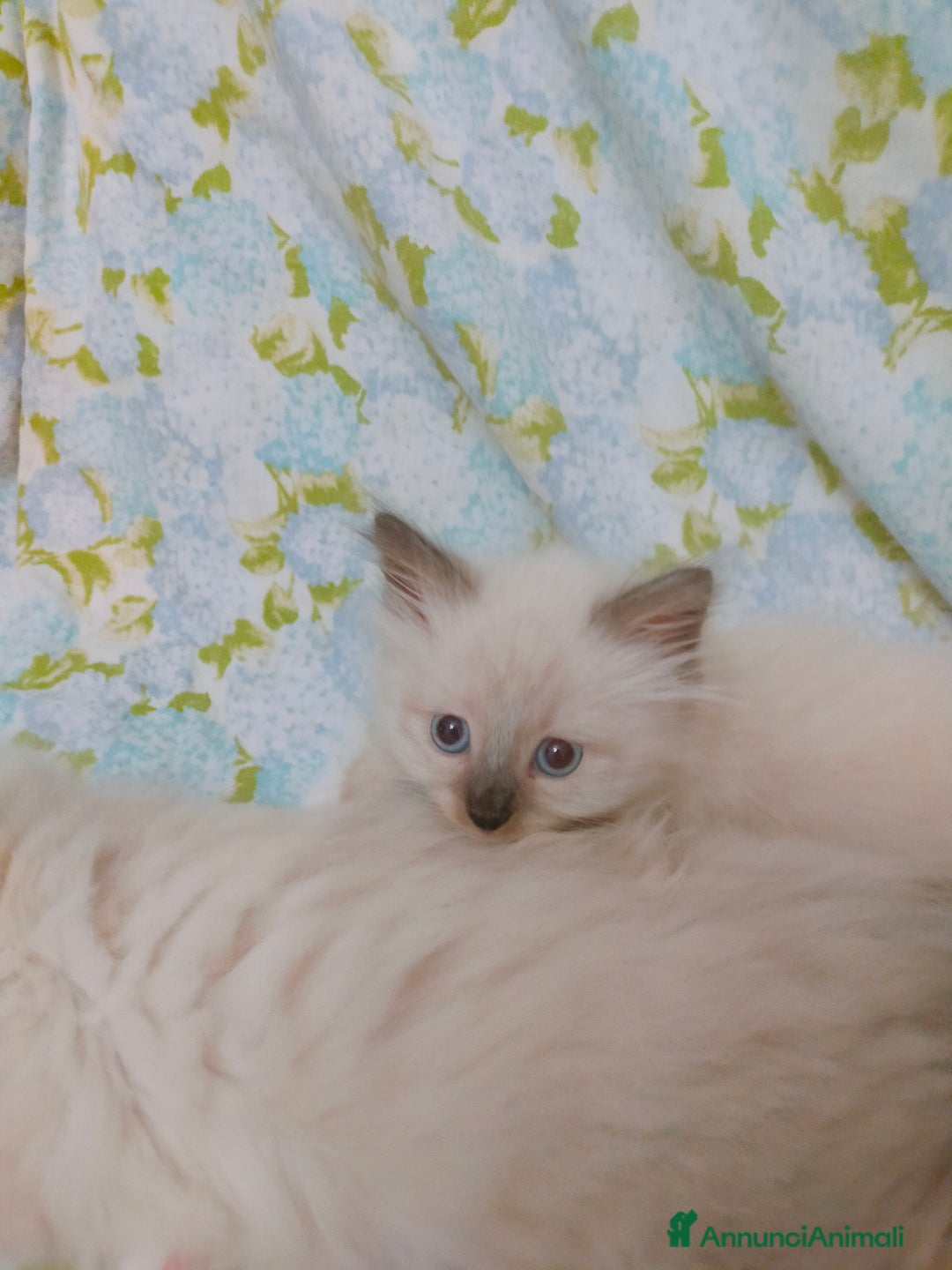 Siberiano gatti in vendita: Cuccioli Neva Masquerade disponibili  a Città Metropolitana di Torino - Immagine 2