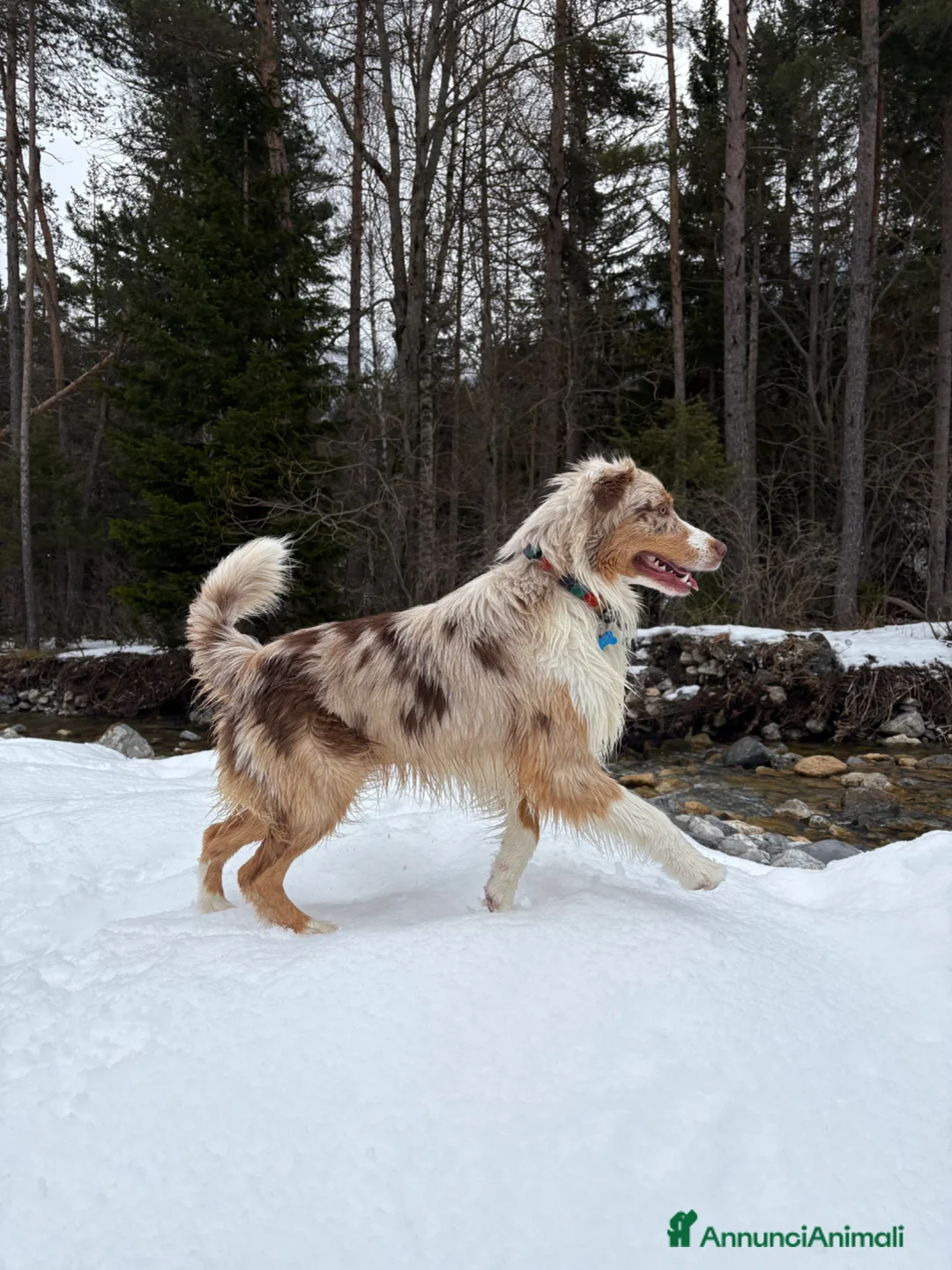 Australian Shepherd cani per accoppiamento: Australian shepherd red Merle per monta  - Annuncio 2