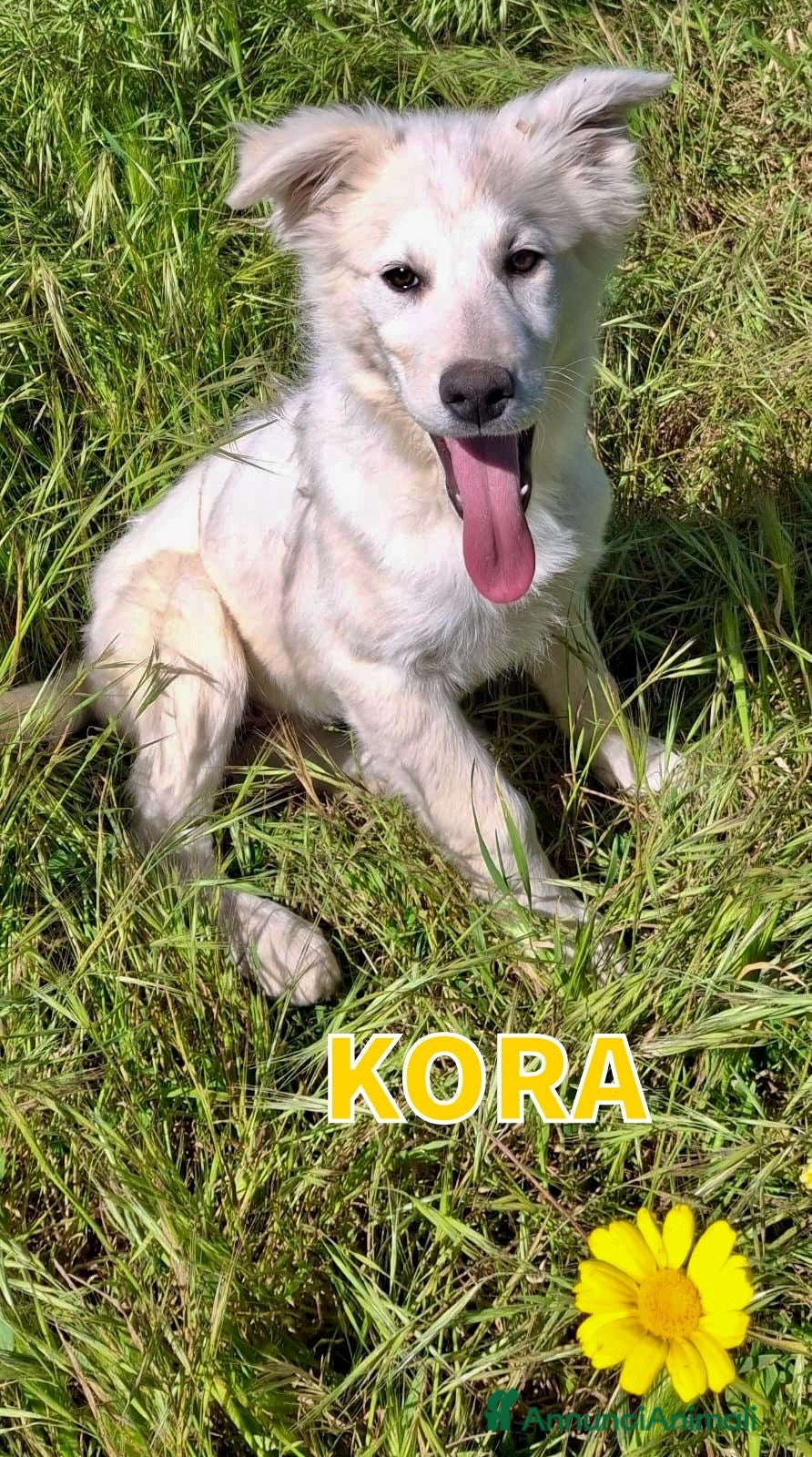 Meticcio cani KORA 🩷 - cucciola mix pastore, dolce cerca 🏡  - Annuncio 12