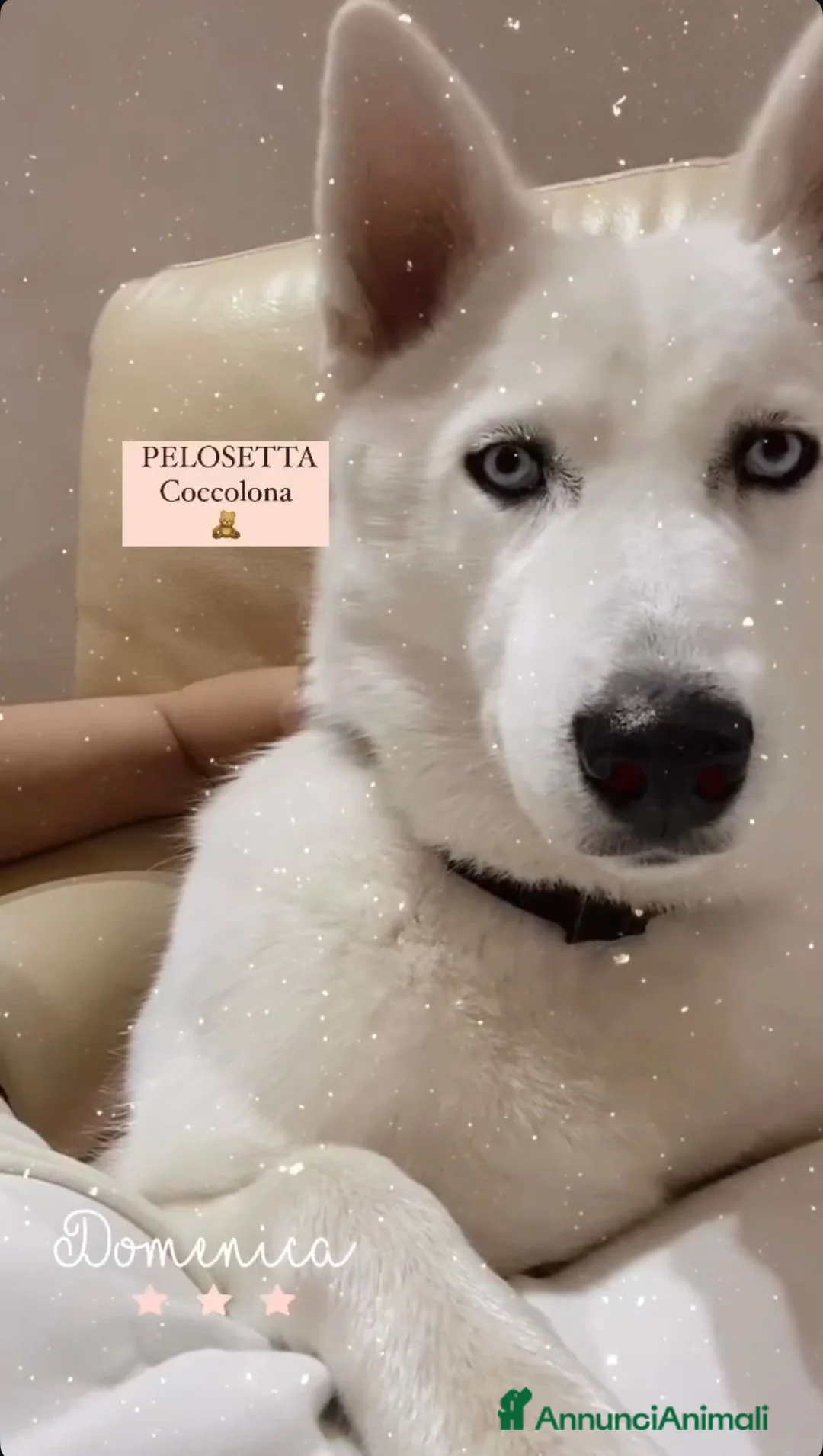 Husky cani in vendita: Cuccioli di siberian Husky  a Provincia di Caserta - Annuncio 8