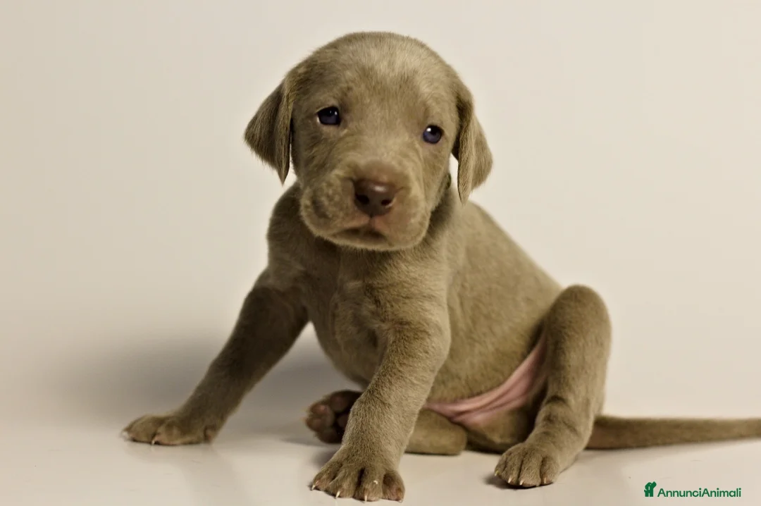 Weimaraner cani in vendita: Cuccioli Weimaraner  - Annuncio 2