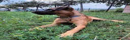 Meticcio cani in regalo: BLU buono con le persone! NO cani a Città Metropolitana di Firenze - Annuncio 6