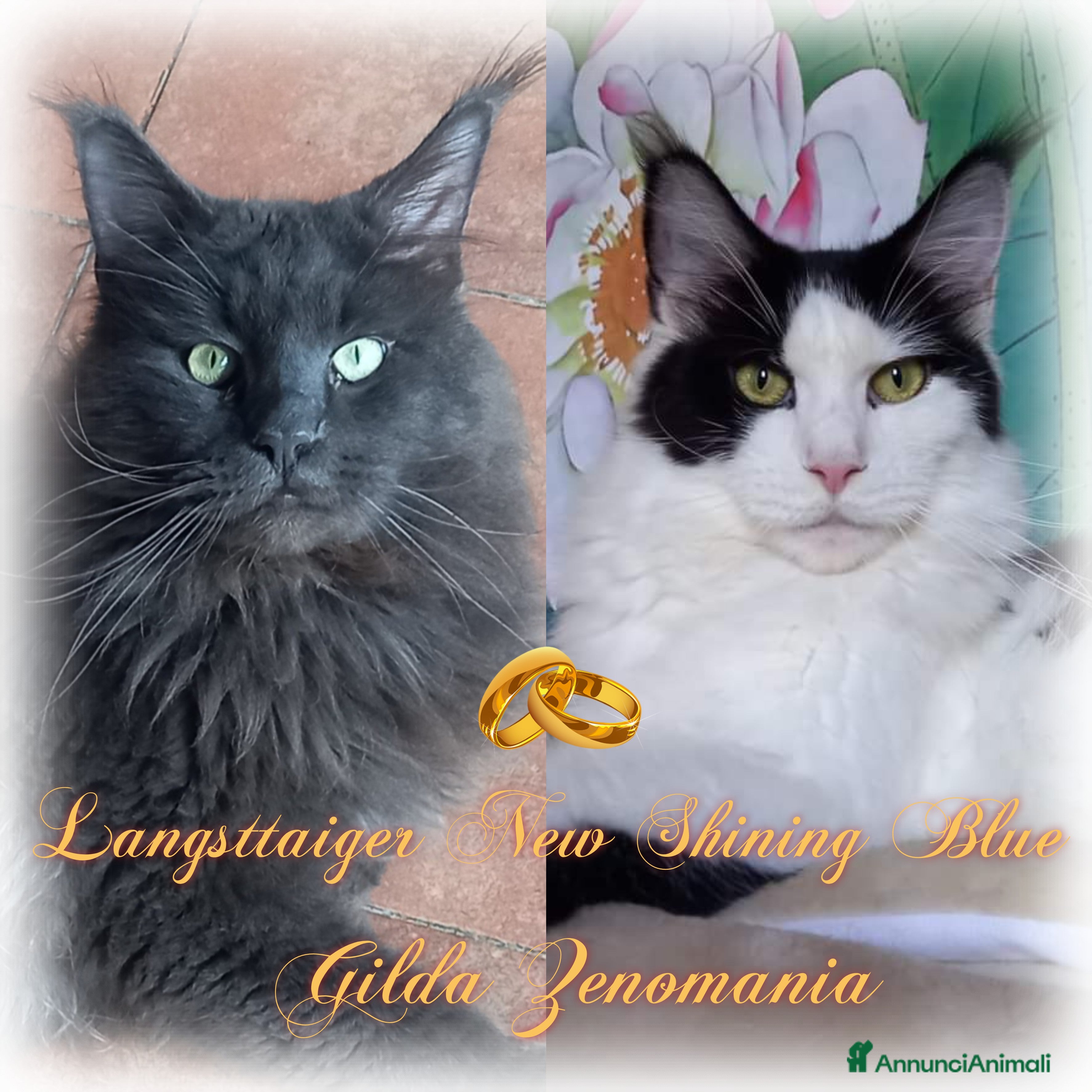 Maine Coon gatti Stupendi piccoli Maine coon - Annuncio 5