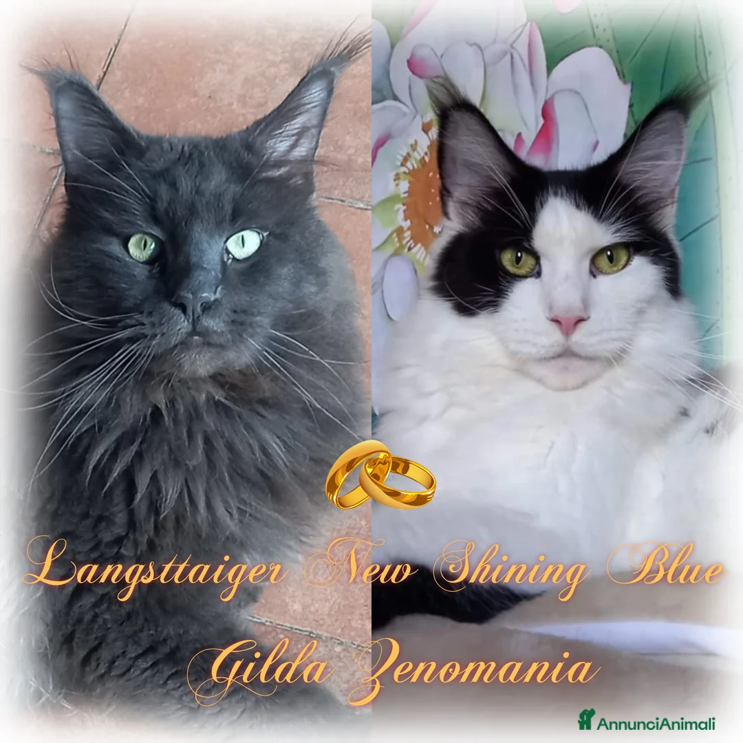 Maine Coon gatti in vendita: Stupendi piccoli Maine coon - Annuncio 1