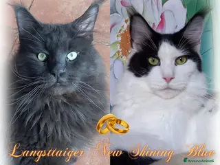 Maine Coon gatti Stupendi piccoli Maine coon - Annuncio 5