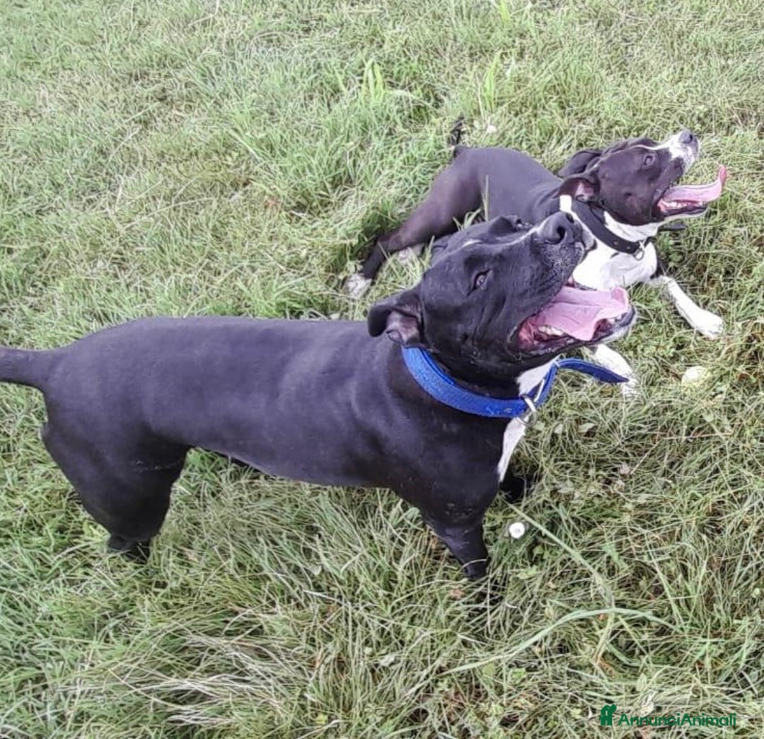 American Staffordshire cani in vendita: Splendido cucciolo Amstaff - Annuncio 1