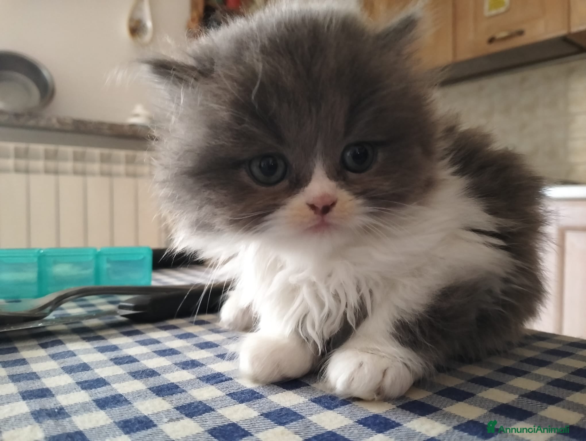 Persiano gatti Cucciolo di persiano - Annuncio 2