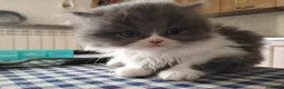Persiano gatti in vendita: Cucciolo di persiano - Annuncio 1