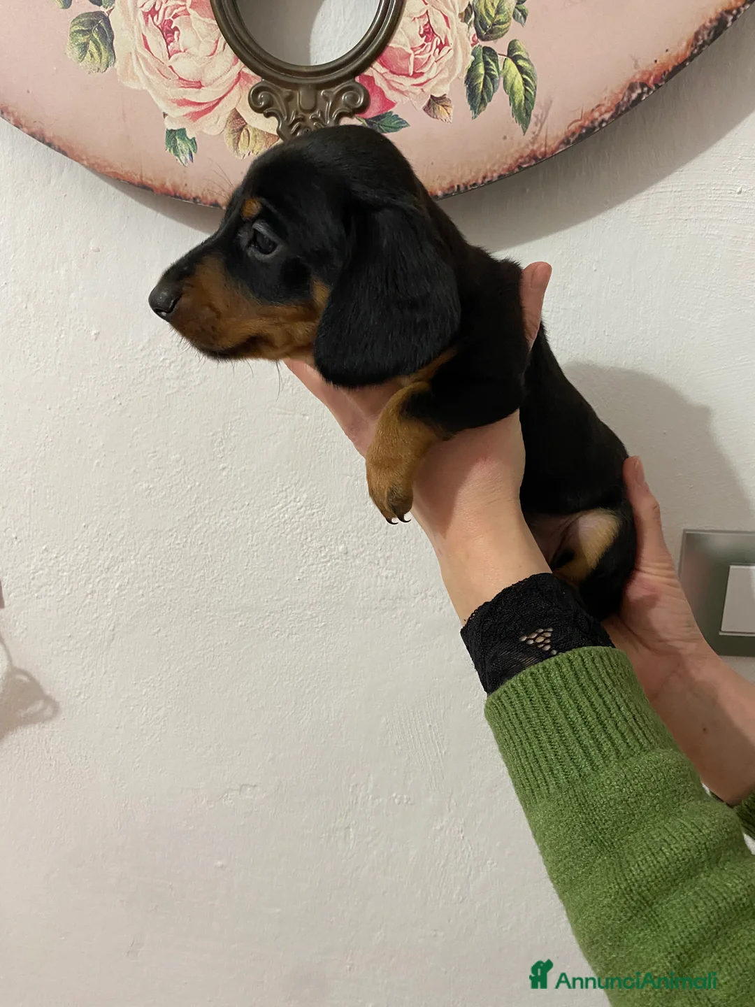 Bassotto cani in vendita: Bassotto nano tedesco - Annuncio 10