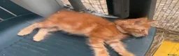 Maine Coon gatti in vendita: Cucciolo rosso di maine coon dolcissimo  - Annuncio 2