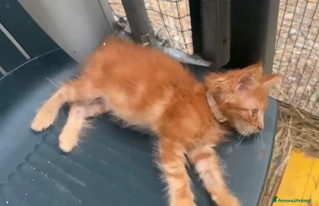 Maine Coon gatti in vendita: Cucciolo rosso di maine coon dolcissimo  - Annuncio 2