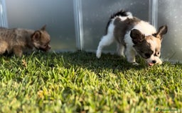 Chihuahua cani in vendita: Cuccioli chihuahua  a Città metropolitana di Milano - Immagine 14