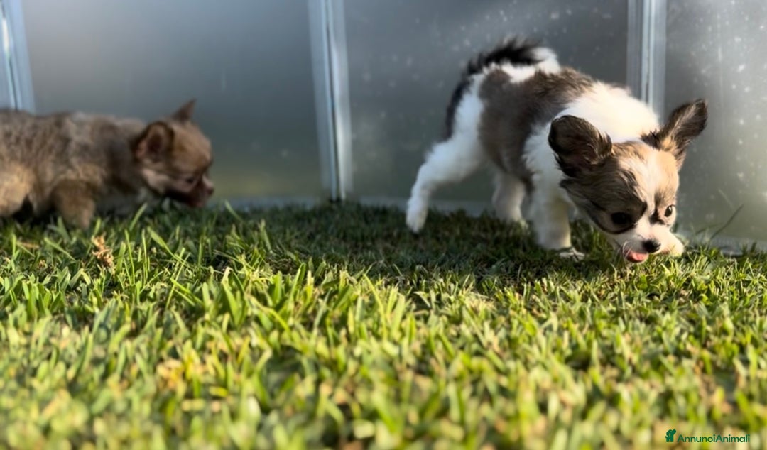 Chihuahua cani in vendita: Cuccioli chihuahua  a Città metropolitana di Milano - Immagine 14